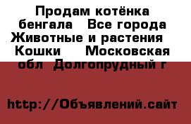 Продам котёнка бенгала - Все города Животные и растения » Кошки   . Московская обл.,Долгопрудный г.